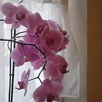 Appartamento Alte Schmiede *