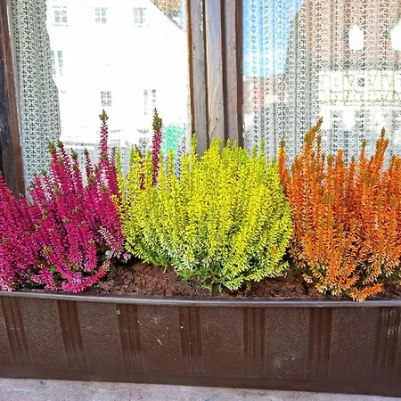 Alte Schmiede Calmbach