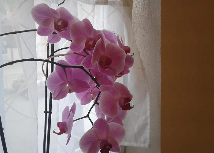 Lägenhet Alte Schmiede